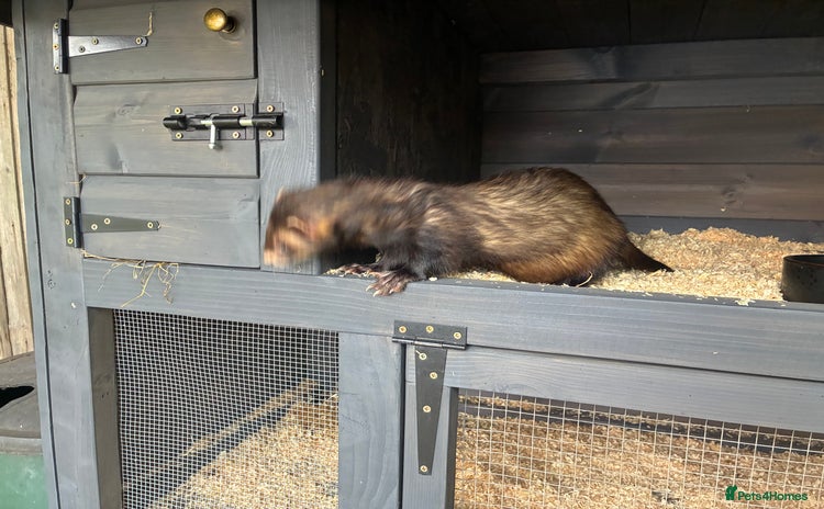 Ferret rodents - Advert 3