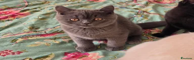 British Shorthair 1 blue boy