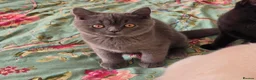 British Shorthair cats for sale: British shorthair kittens from 2 litter - Advert 5