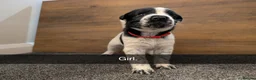 Mixed Breed dogs for sale: Puppies  - Advert 2