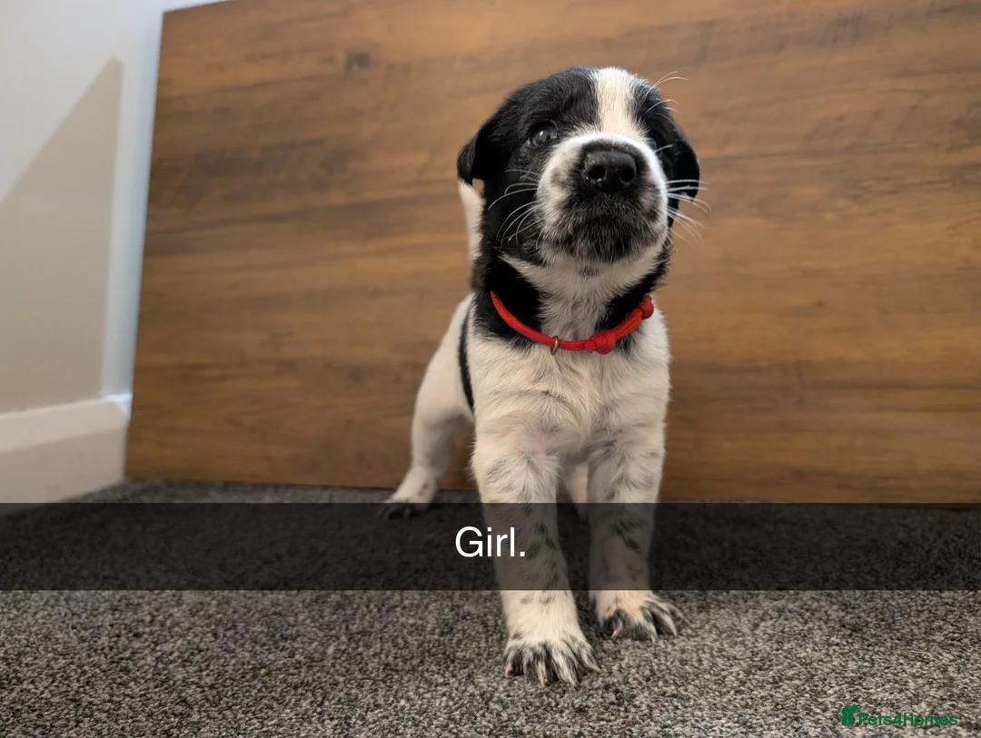 Mixed Breed dogs for sale: Puppies  - Advert 2