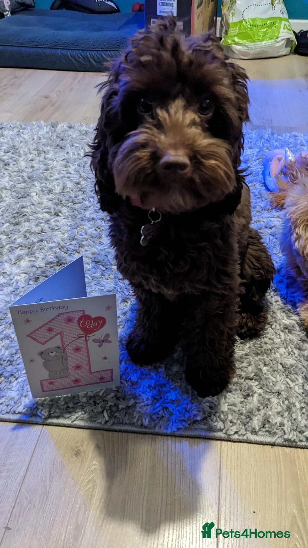 Toy Poodle dogs for stud: Teddy - Choc Phantom Covered in Cream Carrys Parti in Eastleigh - Advert 10