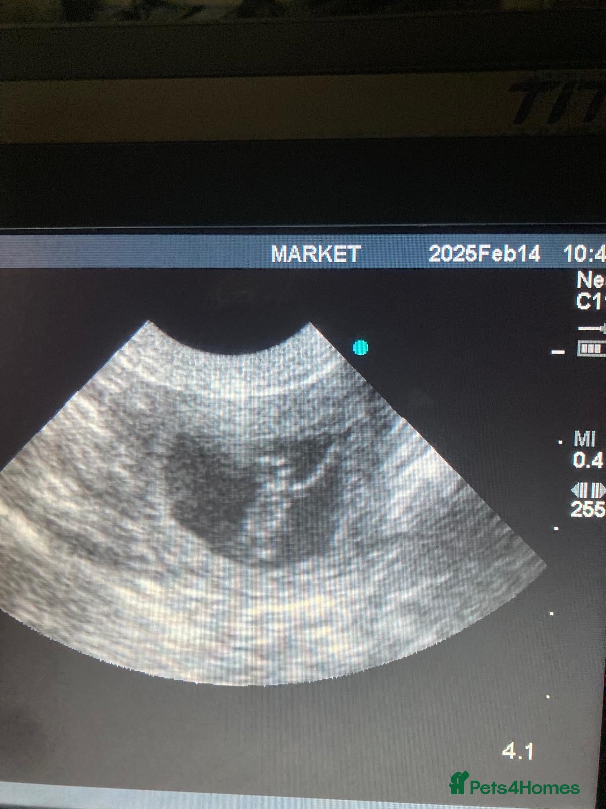 Mixed Breed dogs MINIATURE GOLDENDOODLES - Advert 2