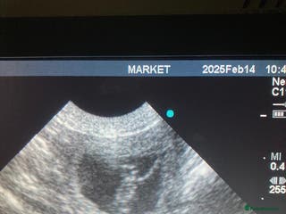 Mixed Breed dogs MINIATURE GOLDENDOODLES - Advert 17