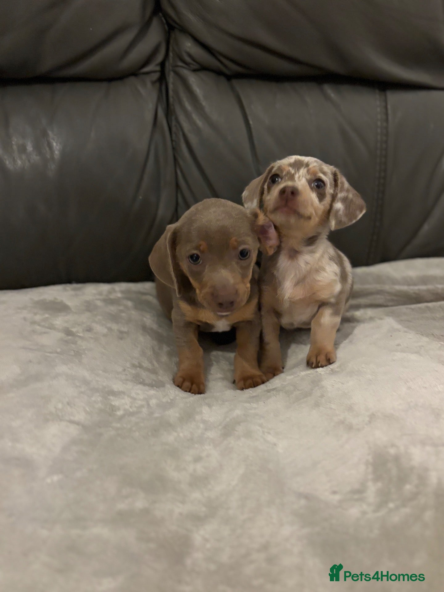 Chiweenie dogs READY TO GO TWO BEAUTIFUL BOYS!!! - Advert 2