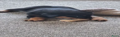 Rottweiler Puppy 1