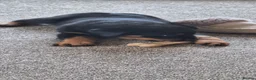 Rottweiler dogs for sale: Rottweiler puppies - Advert 12