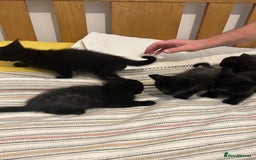 Mixed Breed cats for sale: Kittens - Image 5