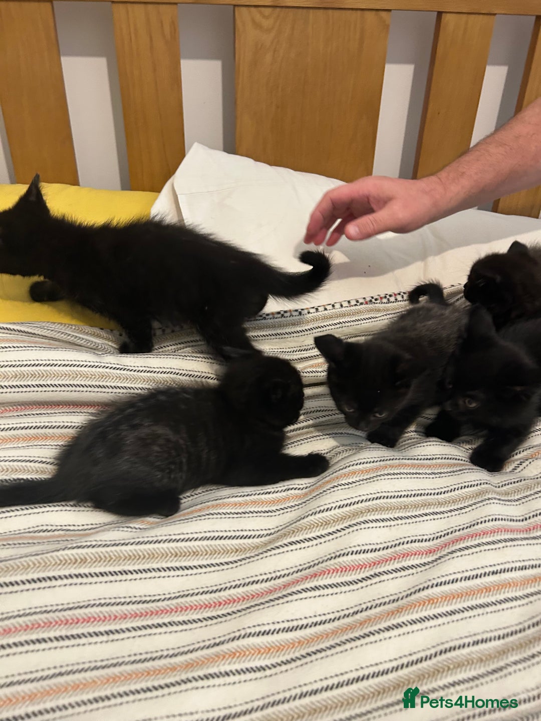 Mixed Breed cats for sale: Kittens - Image 5