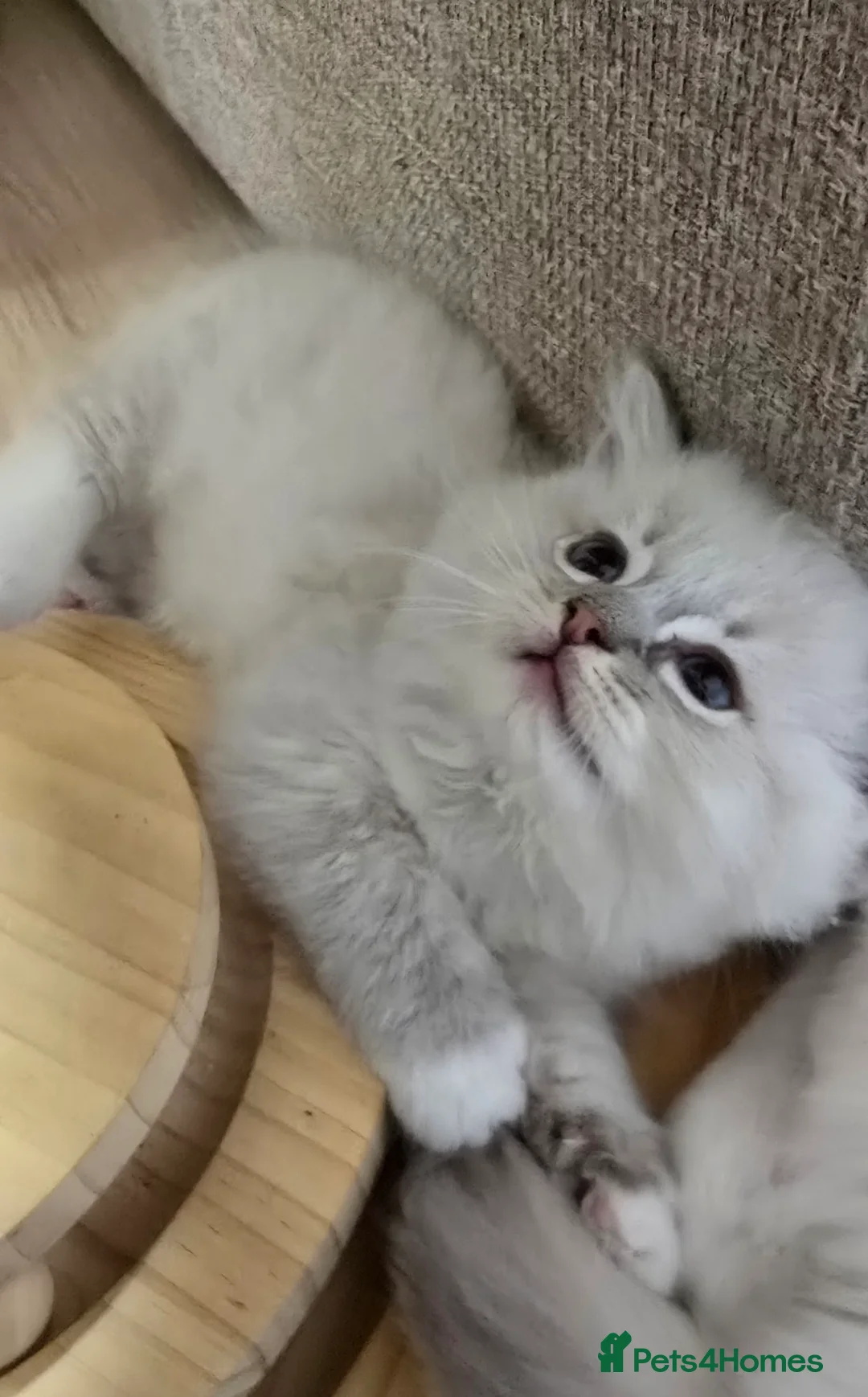 Ragdoll cats for sale: Stunning Ragdoll kittens .TICA registered  - Advert 7