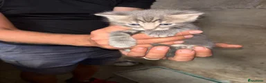 2nd kitten- light tabby