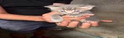 Mixed Breed cats for sale: Beautiful litter of active and playful farm kitten - Advert 7