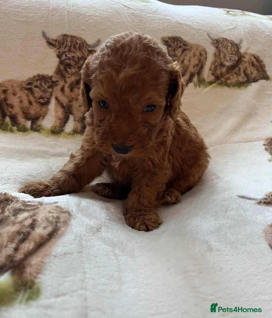 Cockapoo dogs for sale:  Stunning F1 DNA clear cockapoo puppies  - Advert 29