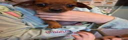 Mixed Breed dogs for sale: Dorkie puppys  - Advert 4