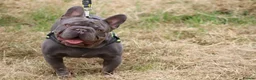 French Bulldog dogs for stud: Lilac testable fluffy frenchie French bulldog stud - Advert 8