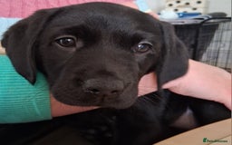Labrador Retriever dogs for sale: 8 Beautiful Black Labrador Puppies - Image 1