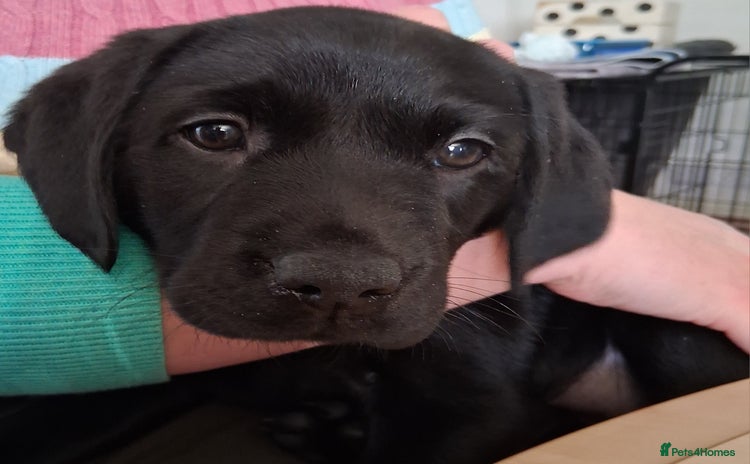 Labrador Retriever dogs - Advert 16