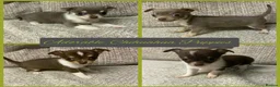 Chihuahua dogs for sale: Three beautiful chihuahua girl puppies  - Advert 1
