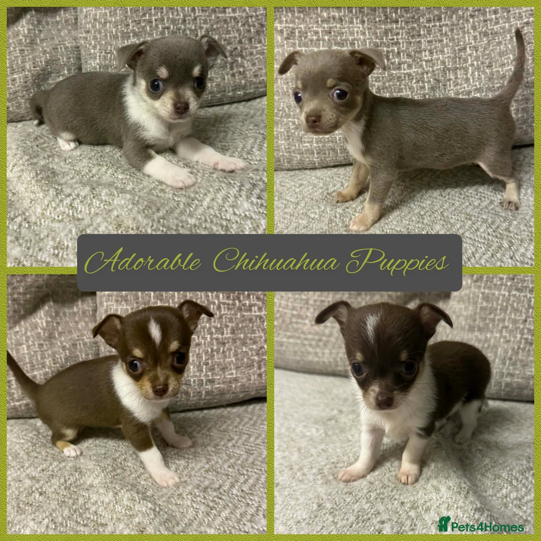 Chihuahua dogs for sale: Three beautiful chihuahua girl puppies  - Advert 1