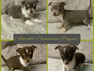 Chihuahua dogs Three beautiful chihuahua girl puppies - Advert 1