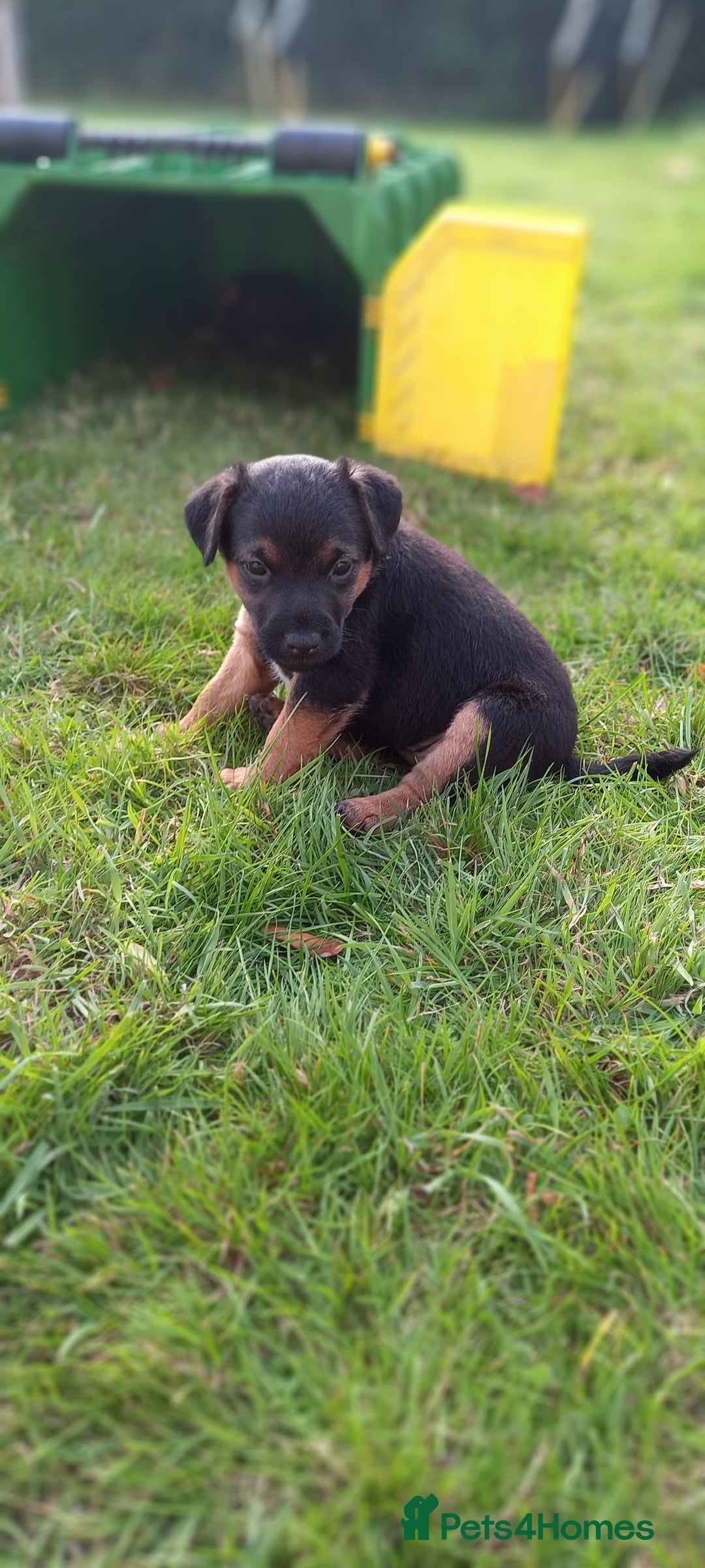 Mixed Breed dogs for sale: Border X Lakeland Terrier Puppies - Image 5