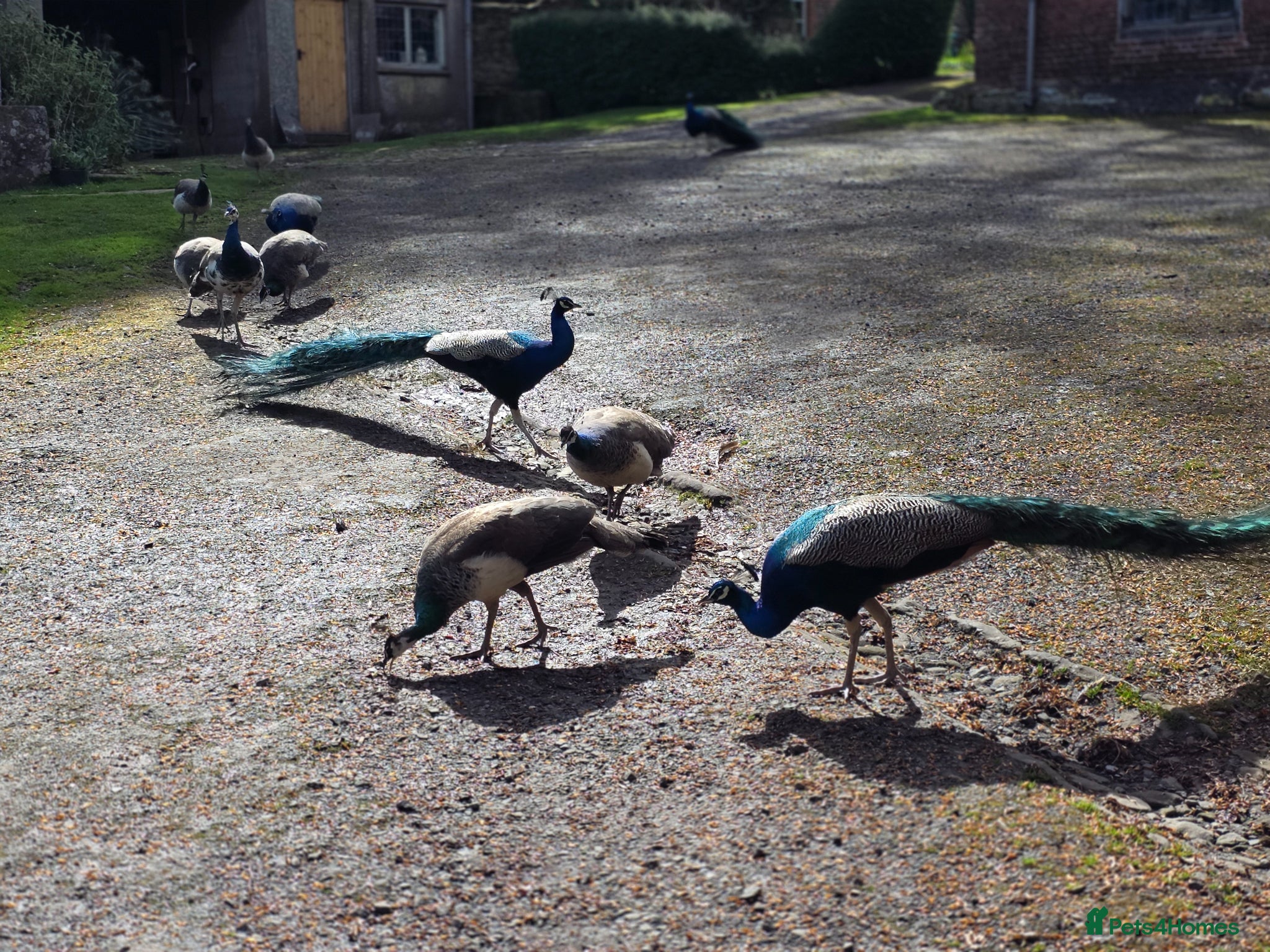 Peafowl poultry Peacocks and Peahens - Advert 10