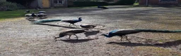 Peafowl poultry for sale: Peacocks and Peahens in Abergavenny - Advert 1