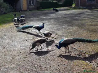 Peafowl poultry Peacocks and Peahens - Advert 10