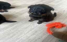 Mixed Breed dogs for sale: German Shepherd/Rottweiler  - Advert 7