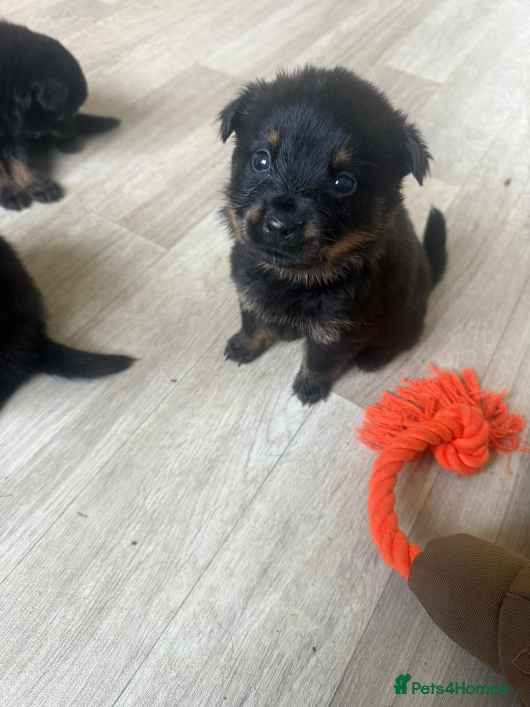 Mixed Breed dogs for sale: German Shepherd/Rottweiler  - Advert 7