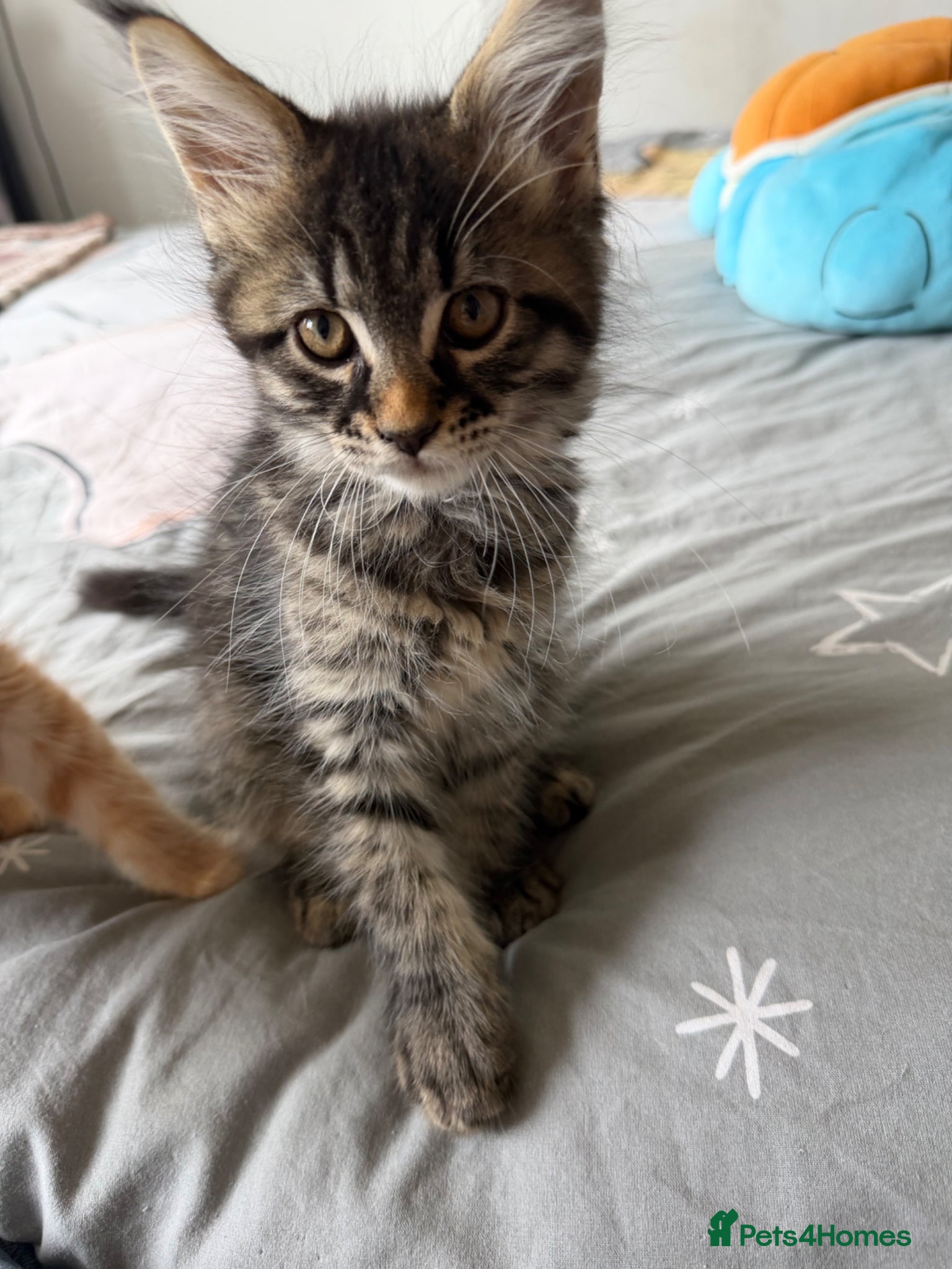 Maine Coon Kitten 3