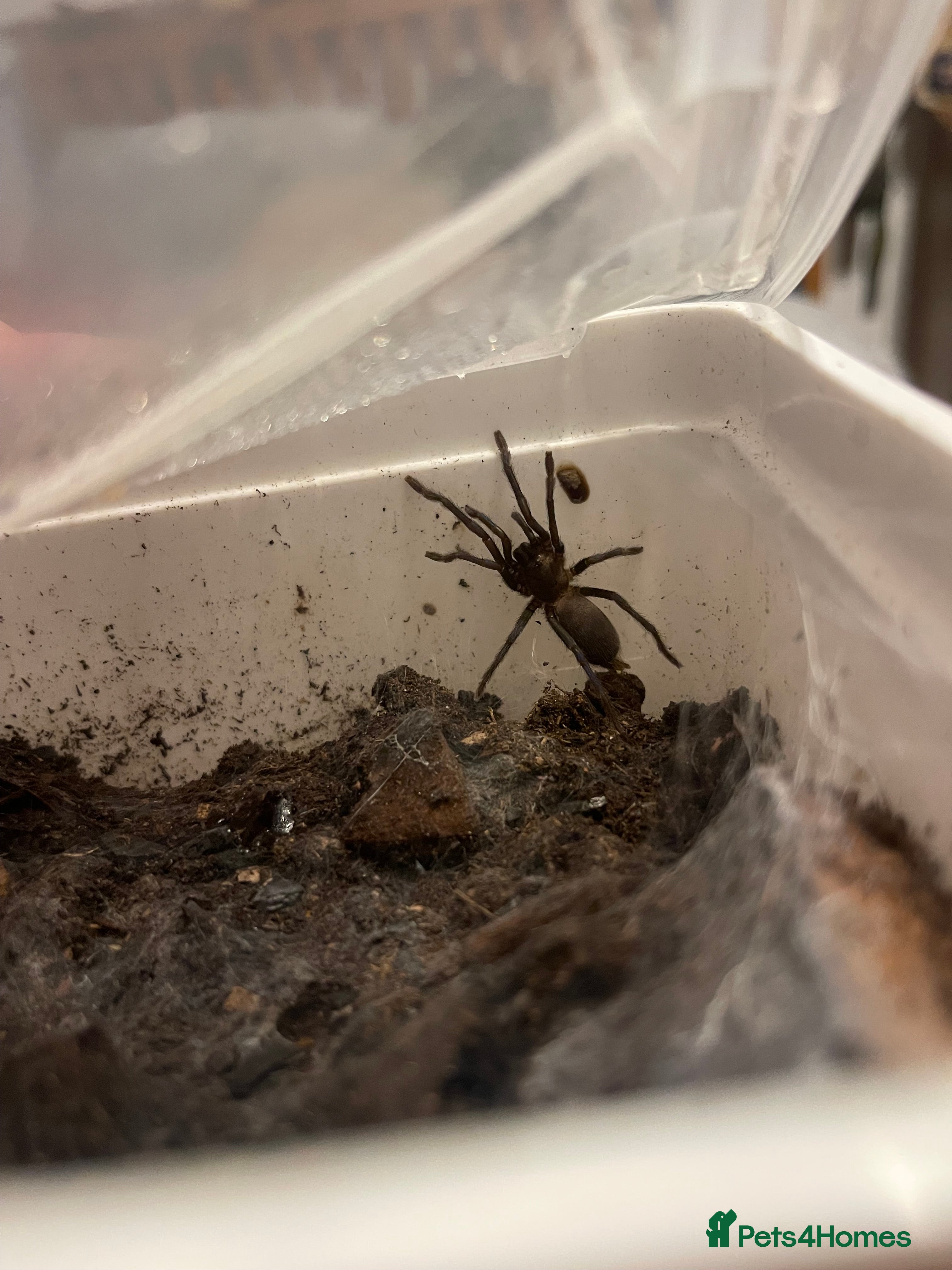 Tarantulas invertebrates Tarantula’s + scorpion for sale  - Advert 1