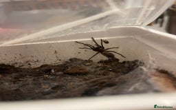 Tarantulas invertebrates for sale: Tarantula’s + scorpion for sale  - Advert 5