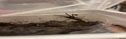 Tarantulas invertebrates for sale: Tarantula’s + scorpion for sale  - Advert 1