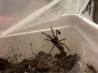Tarantulas invertebrates Tarantula’s + scorpion for sale - Advert 7