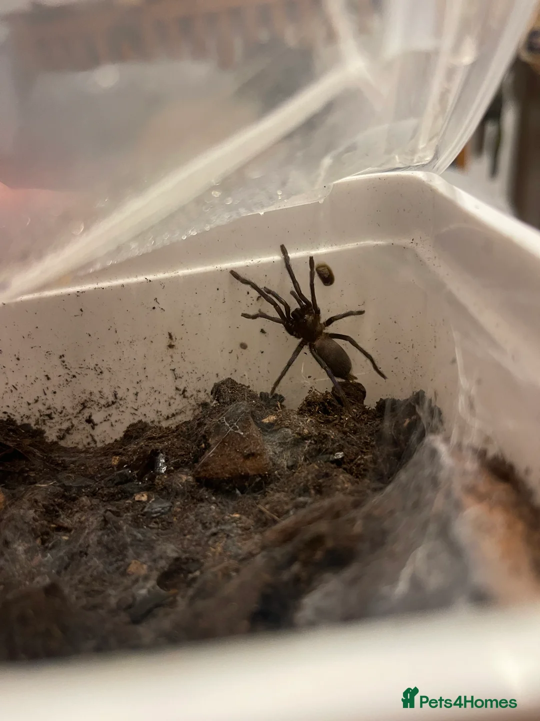 Tarantulas invertebrates for sale: Tarantula’s + scorpion for sale  - Advert 2