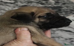 Presa Canario dogs for sale: Presa Canario pups  - Image 13