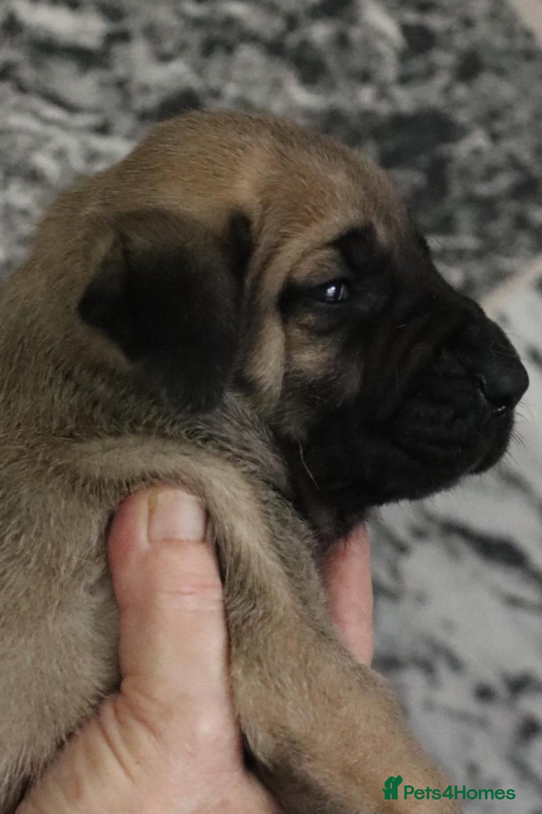 Presa Canario dogs for sale: Presa Canario pups  - Image 13