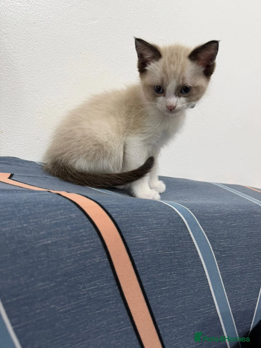 Burmese cats for sale: BURMESE BICOLOUR BOY *AVAILABLE* in London - Advert 1