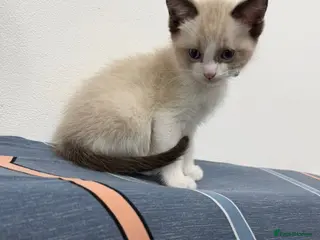 Burmese cats BURMESE BICOLOUR BOY *AVAILABLE* in London - Advert 4