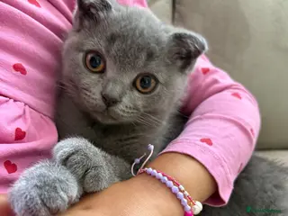 Scottish Fold cats Playful lovely Scottish Fold - Advert 3