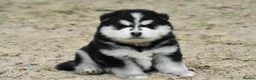 Pomsky dogs for sale: Genuine Pomsky puppies from health tested parents - Advert 21