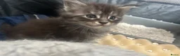 Maine Coon cats for sale: Full Maine Coon Kittens 4 left! in Brechin - Advert 5