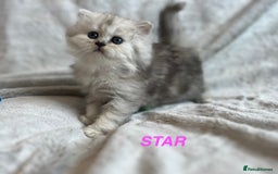 Persian cats for sale: **LAST ONE** Stunning pure Persian Kittens PKD Neg - Image 5