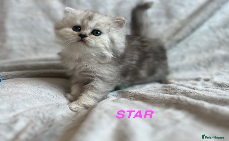Persian cats - Advert 2