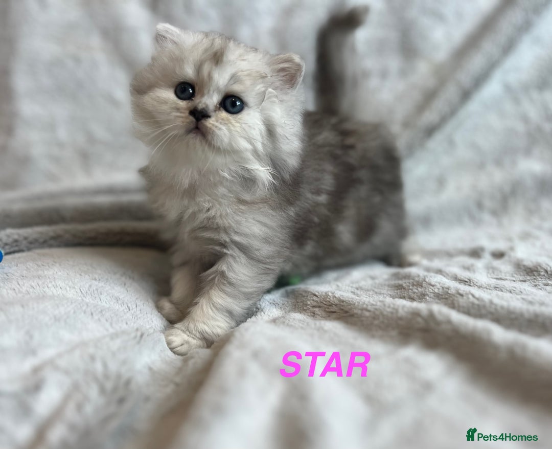 Persian cats for sale: **LAST ONE** Stunning pure Persian Kittens PKD Neg - Image 5