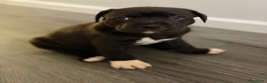 Staffordshire Bull Terrier Puppy 5