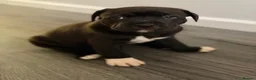 Staffordshire Bull Terrier dogs for sale: STUNNING CHUNKY STAFFY PUPPIES  - Advert 24