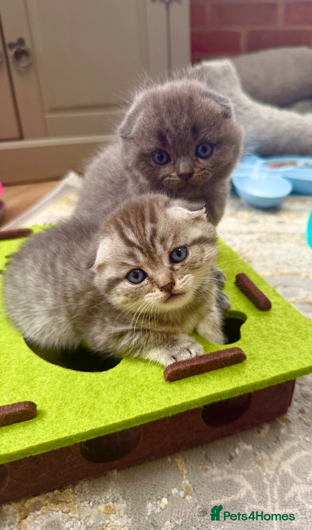 Scottish Fold cats 😊Tabby Scottish fold  - Advert 1