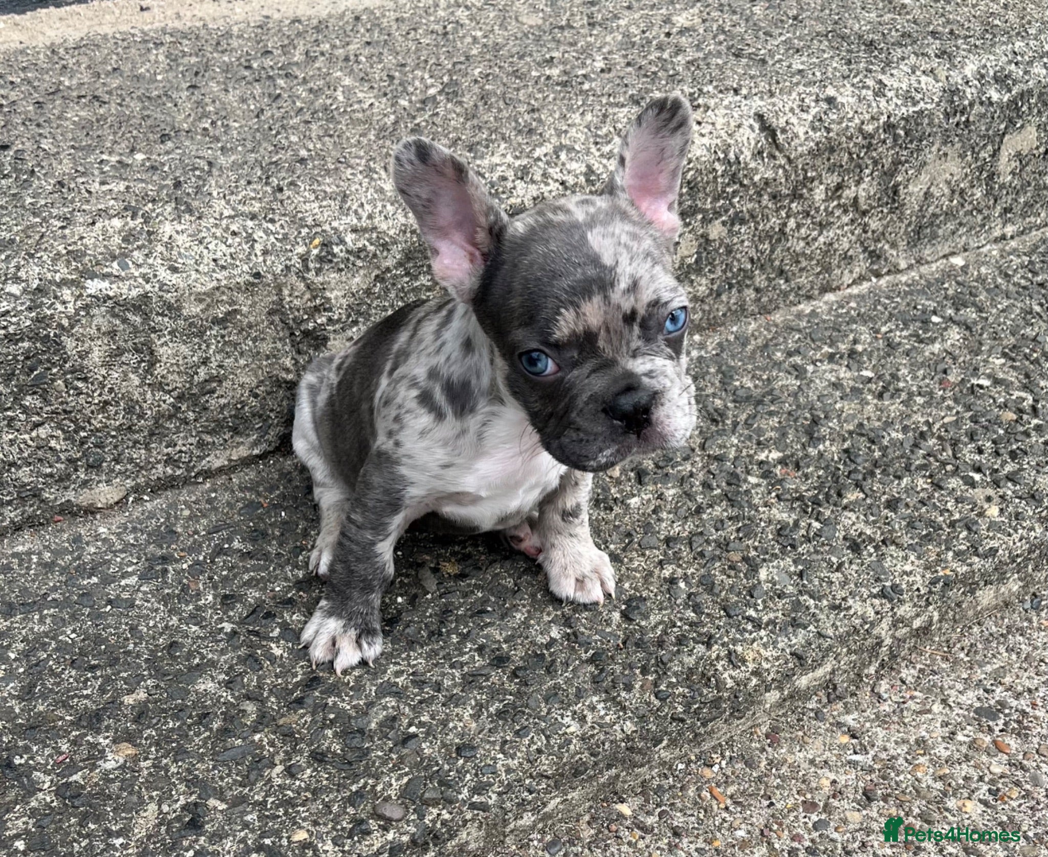 French Bulldog dogs Reggie last beautiful French bulldog male  - Advert 17